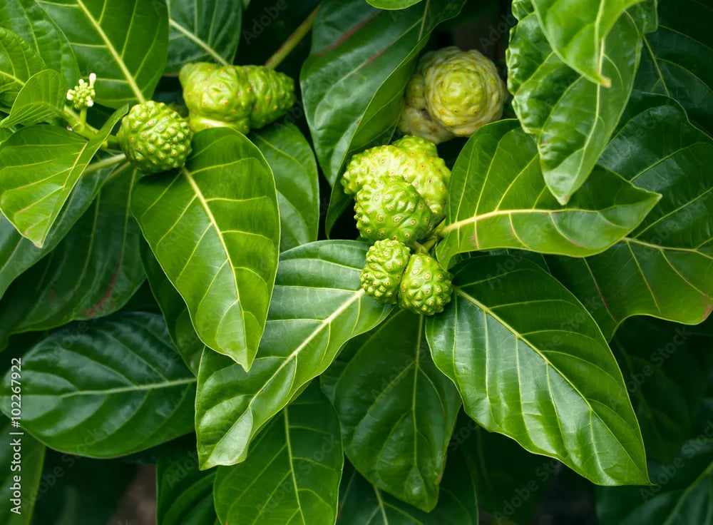 Hawaii Noni Leaf